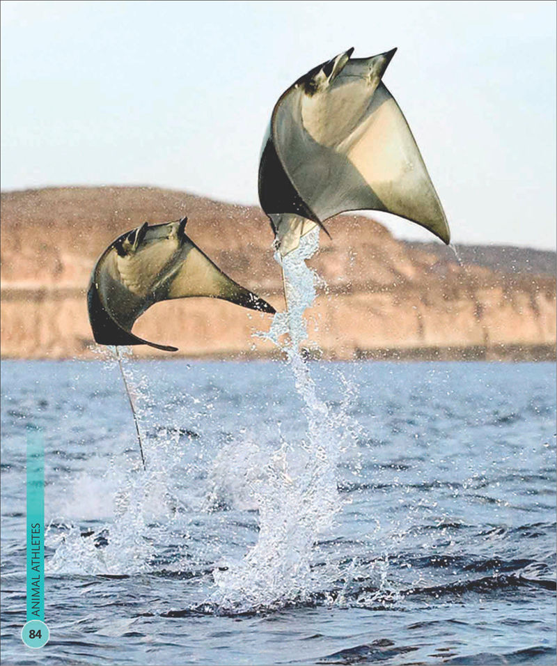 [画集]Super Shark Encyclopedia[210P]