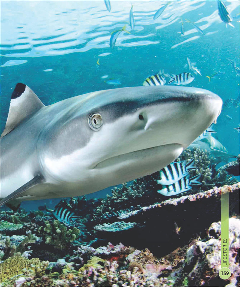[画集]Super Shark Encyclopedia[210P]