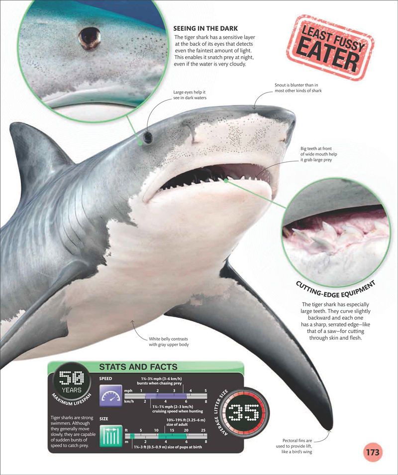 [画集]Super Shark Encyclopedia[210P]