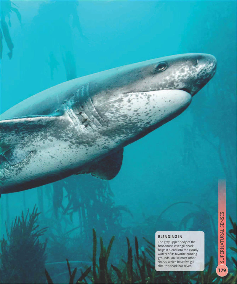 [画集]Super Shark Encyclopedia[210P]