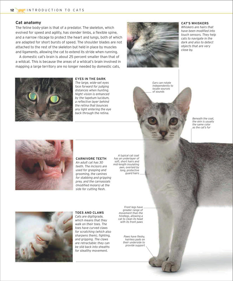[画集]The Complete Cat Breed Book[257P]