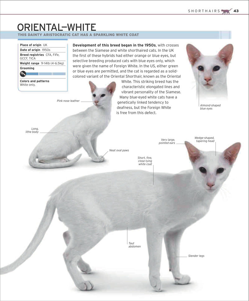 [画集]The Complete Cat Breed Book[257P]