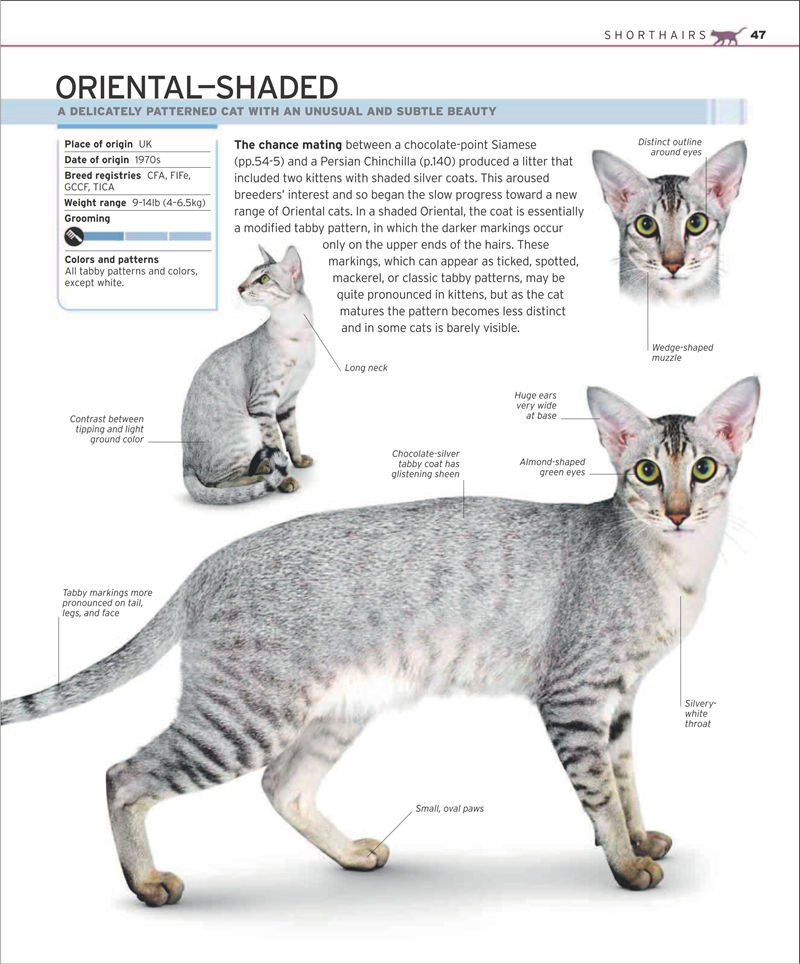 [画集]The Complete Cat Breed Book[257P]