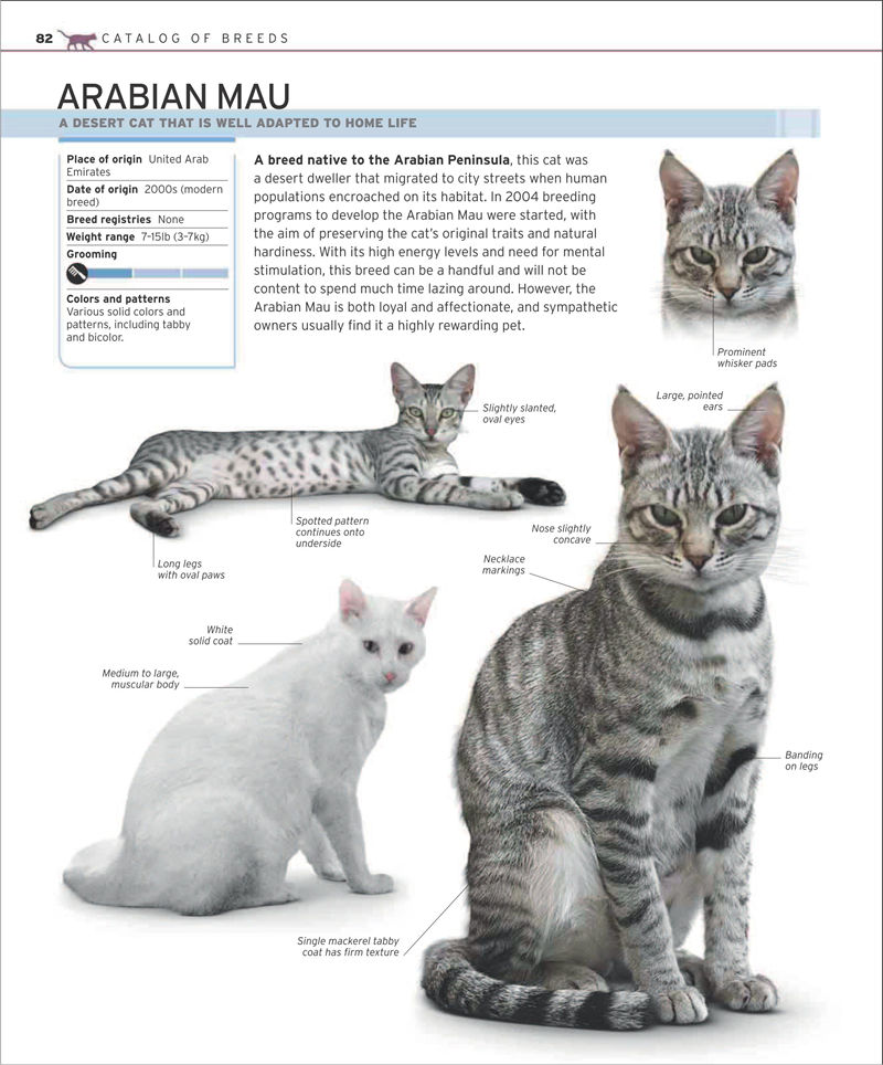 [画集]The Complete Cat Breed Book[257P]