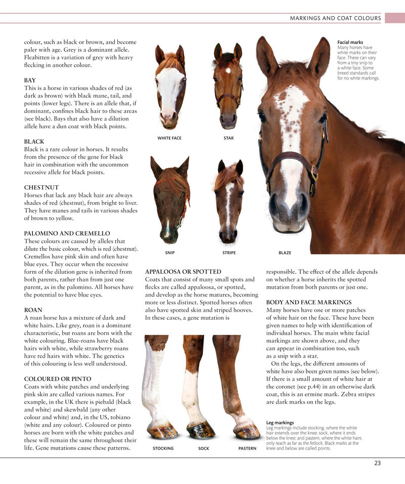 [画集]The Horse Encyclopedia[360P]