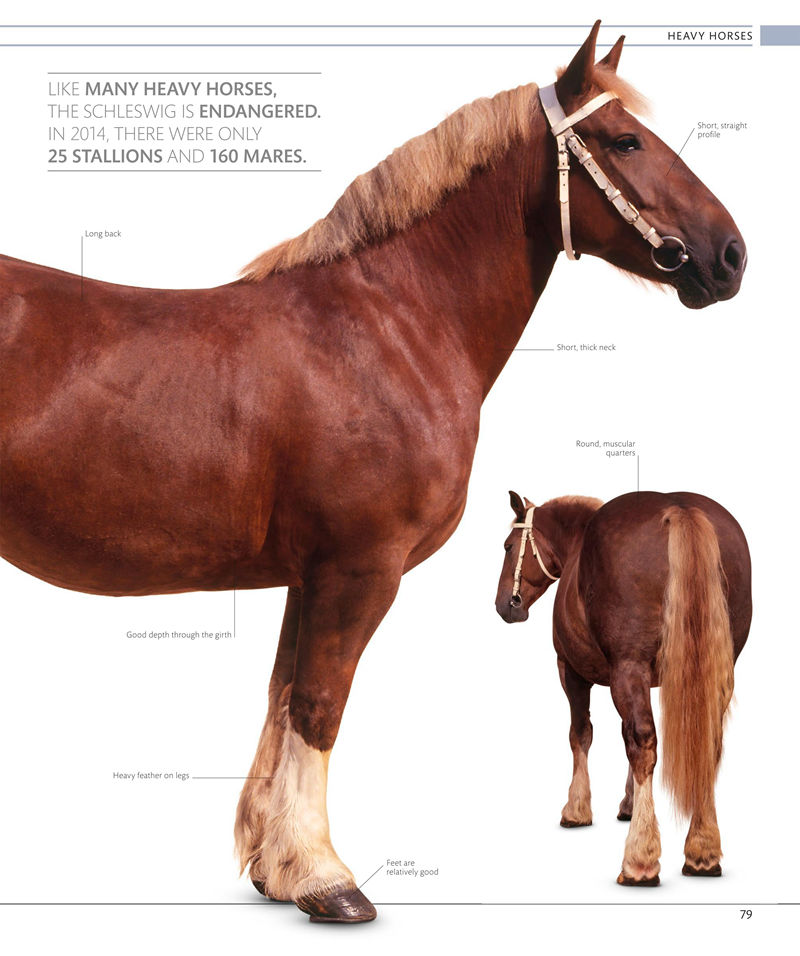 [画集]The Horse Encyclopedia[360P]