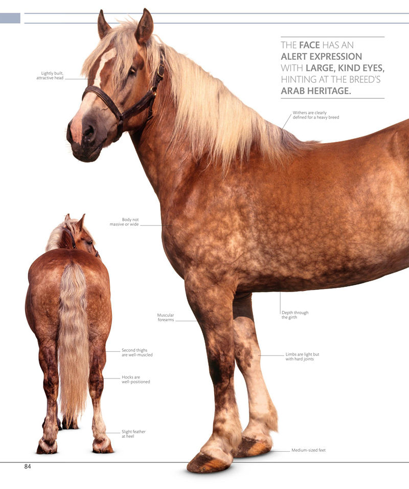 [画集]The Horse Encyclopedia[360P]