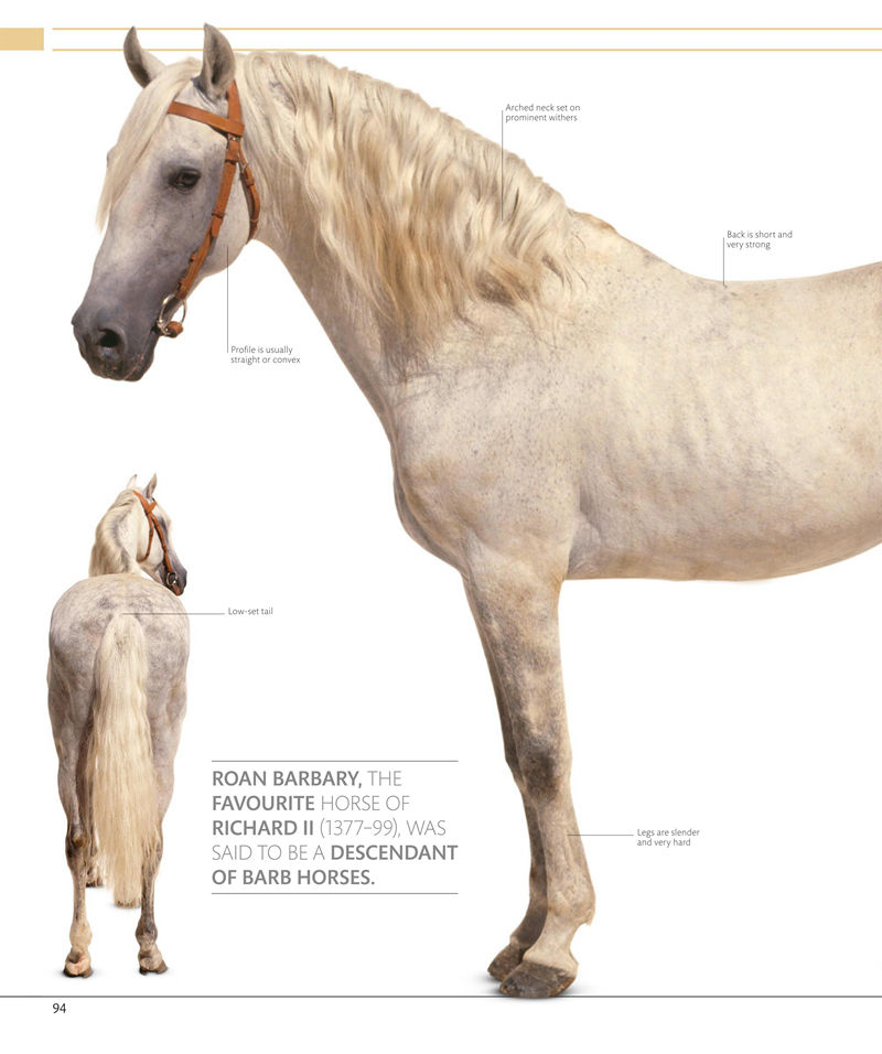 [画集]The Horse Encyclopedia[360P]