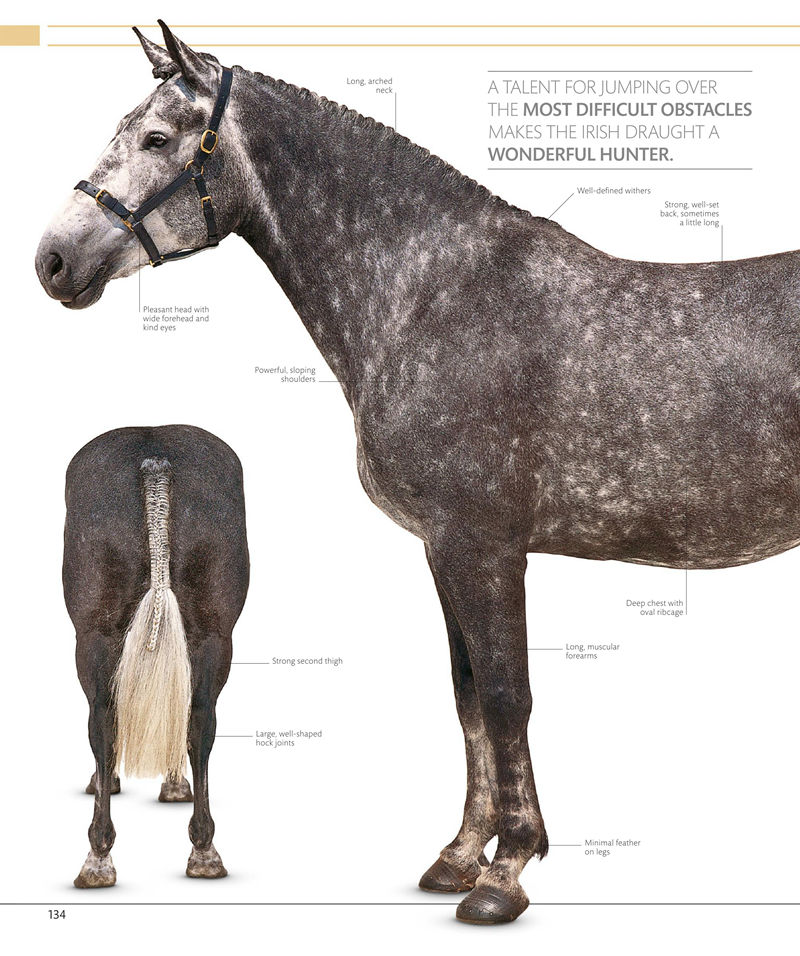 [画集]The Horse Encyclopedia[360P]