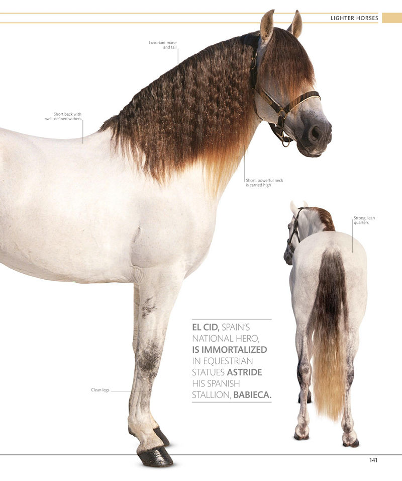 [画集]The Horse Encyclopedia[360P]