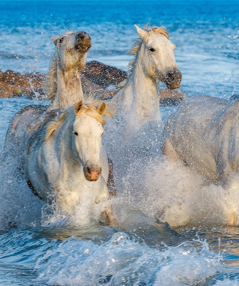 [画集]The Horse Encyclopedia[360P]