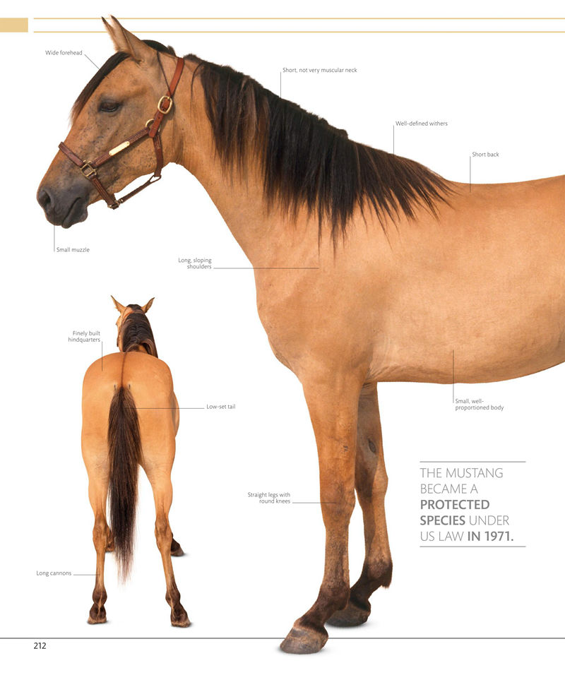 [画集]The Horse Encyclopedia[360P]