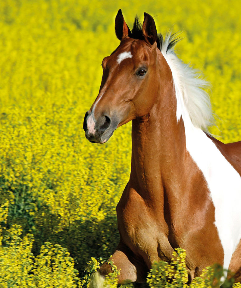 [画集]The Horse Encyclopedia[360P]