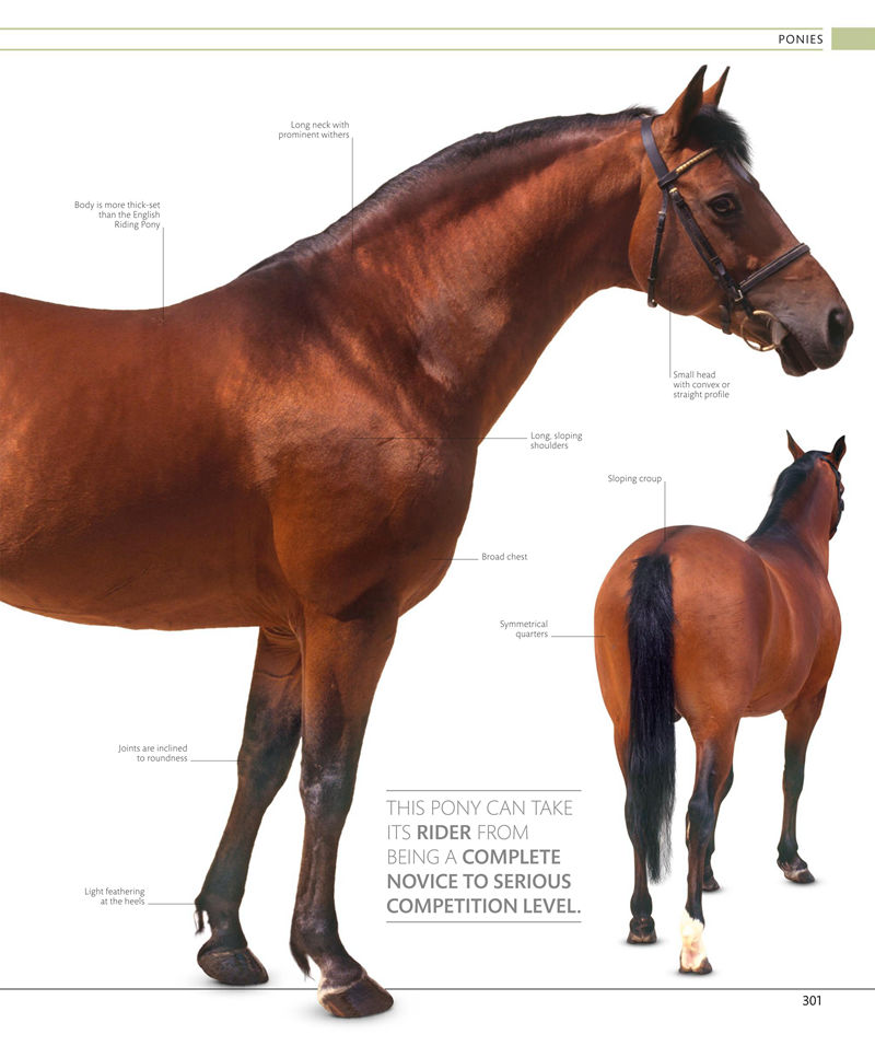 [画集]The Horse Encyclopedia[360P]