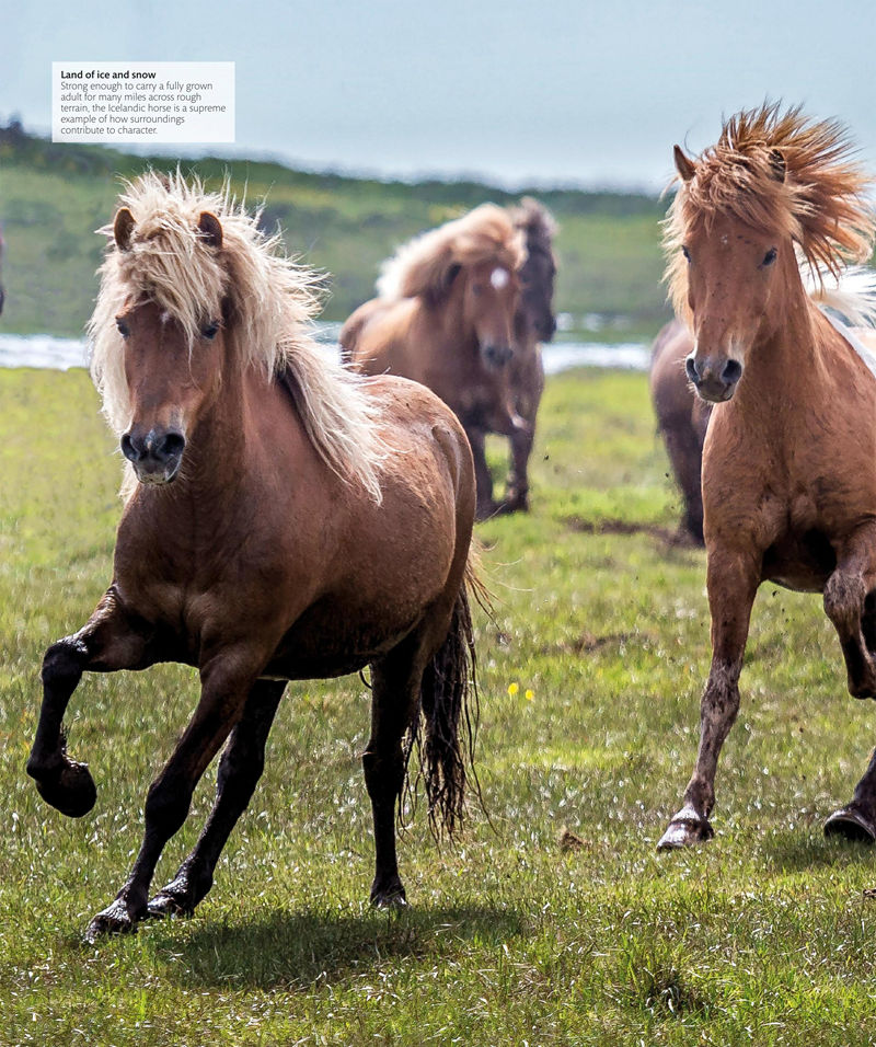 [画集]The Horse Encyclopedia[360P]