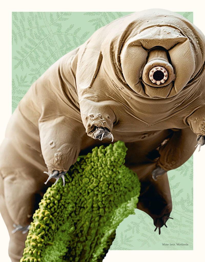 [画集]The Wonders of Nature[226P]