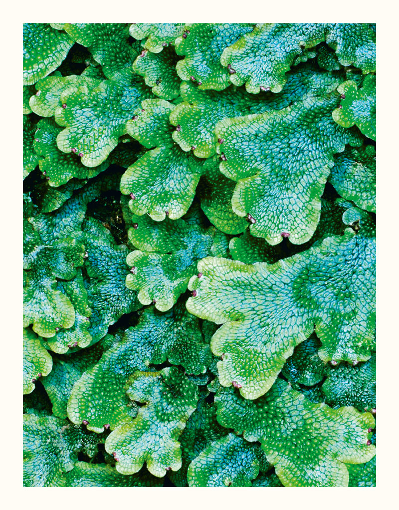 [画集]The Wonders of Nature[226P]