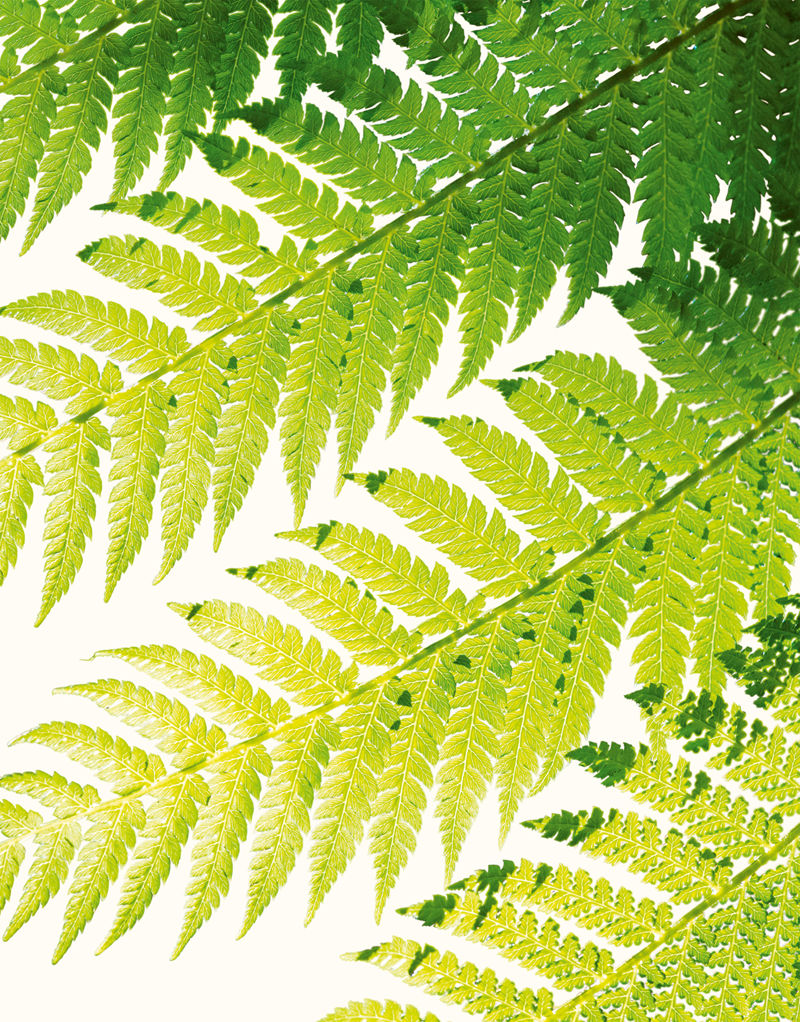 [画集]The Wonders of Nature[226P]