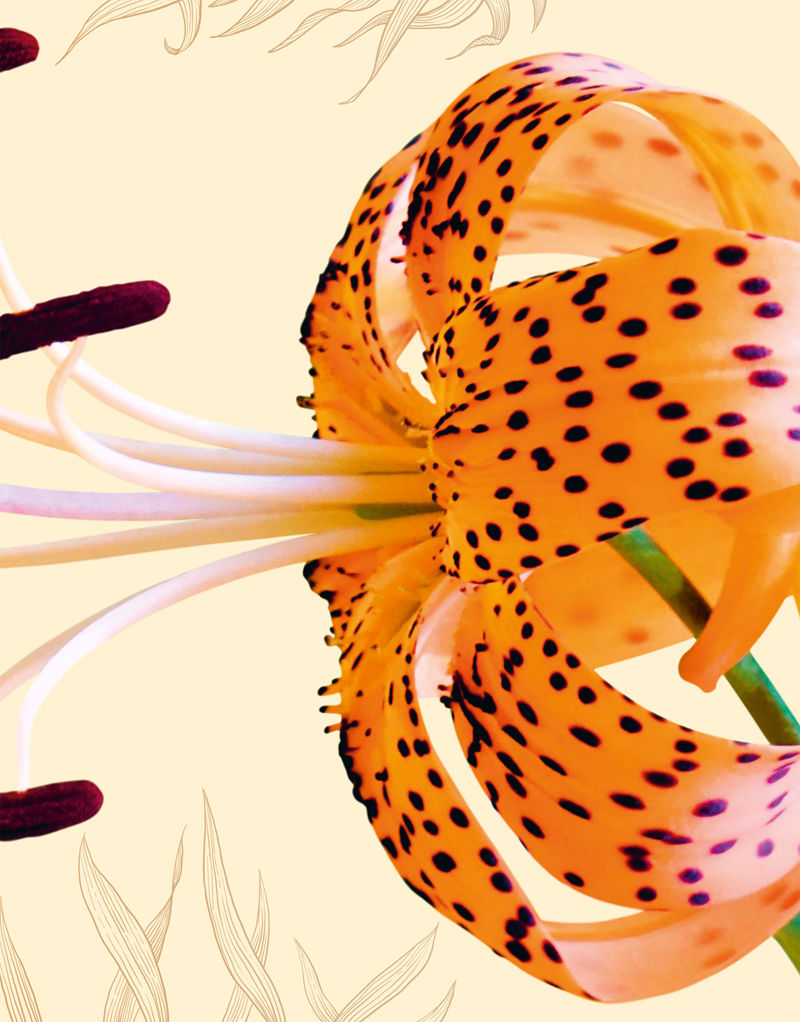 [画集]The Wonders of Nature[226P]