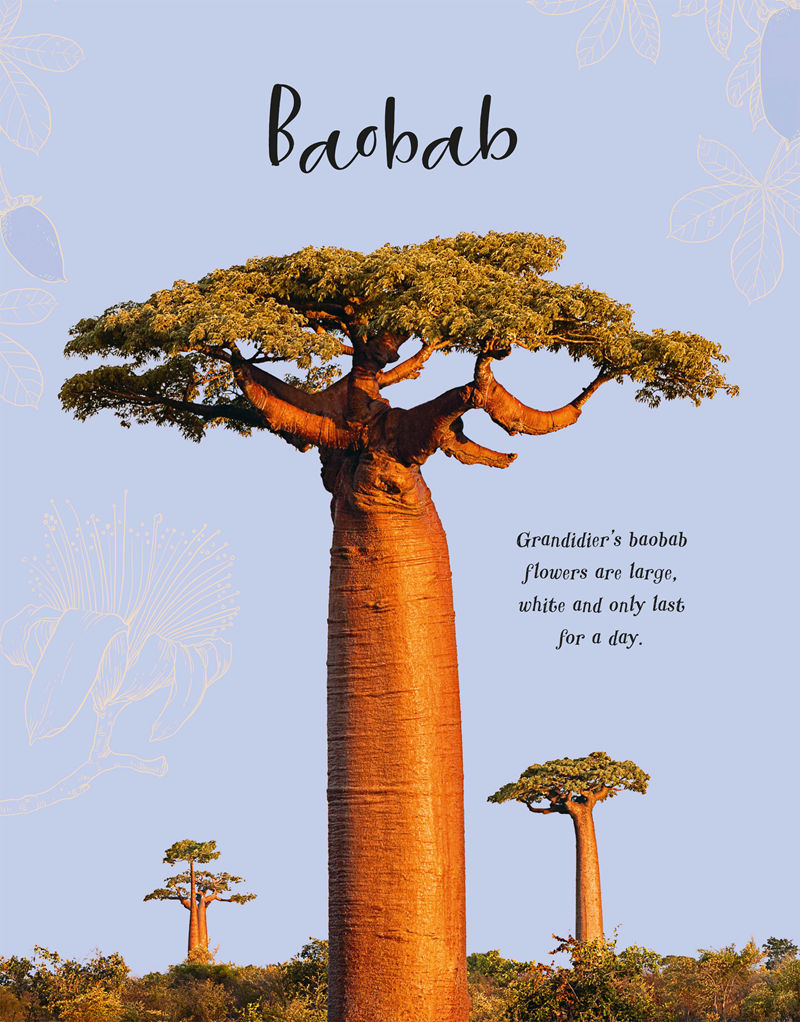 [画集]The Wonders of Nature[226P]