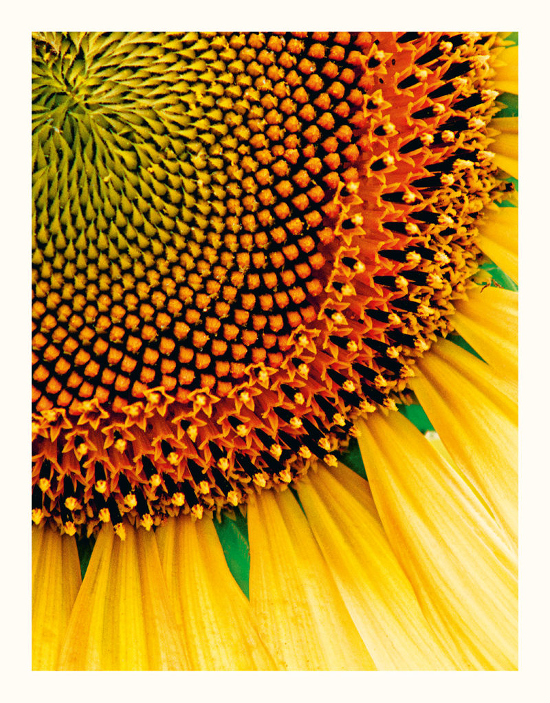 [画集]The Wonders of Nature[226P]
