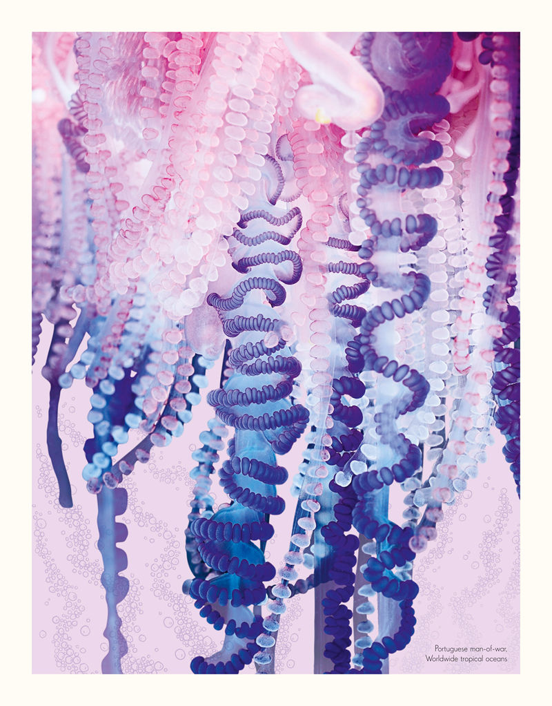 [画集]The Wonders of Nature[226P]