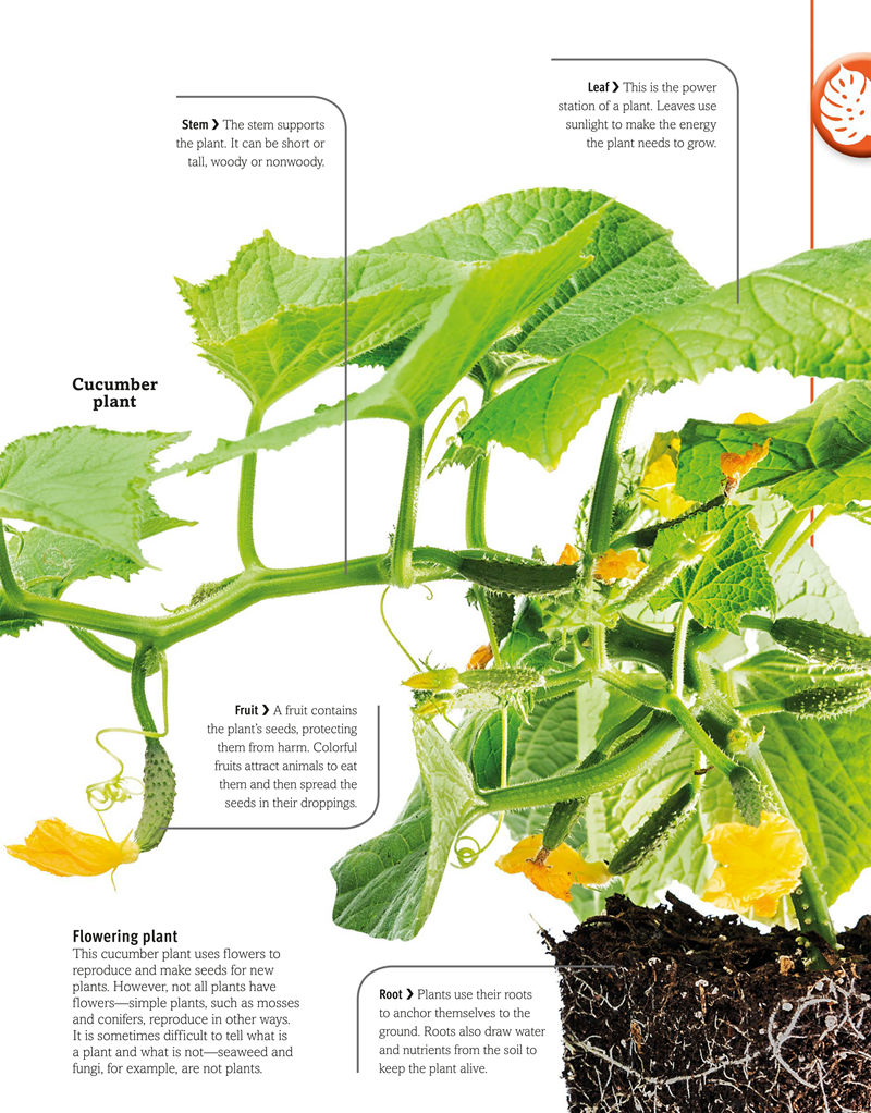 [画集]Trees, Leaves, Flowers and Seeds A Visual Encyclopedia of the Plant Kingdom[192P]