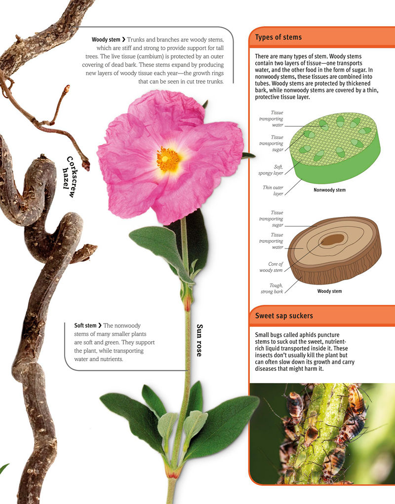 [画集]Trees, Leaves, Flowers and Seeds A Visual Encyclopedia of the Plant Kingdom[192P]