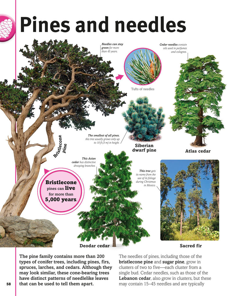 [画集]Trees, Leaves, Flowers and Seeds A Visual Encyclopedia of the Plant Kingdom[192P]