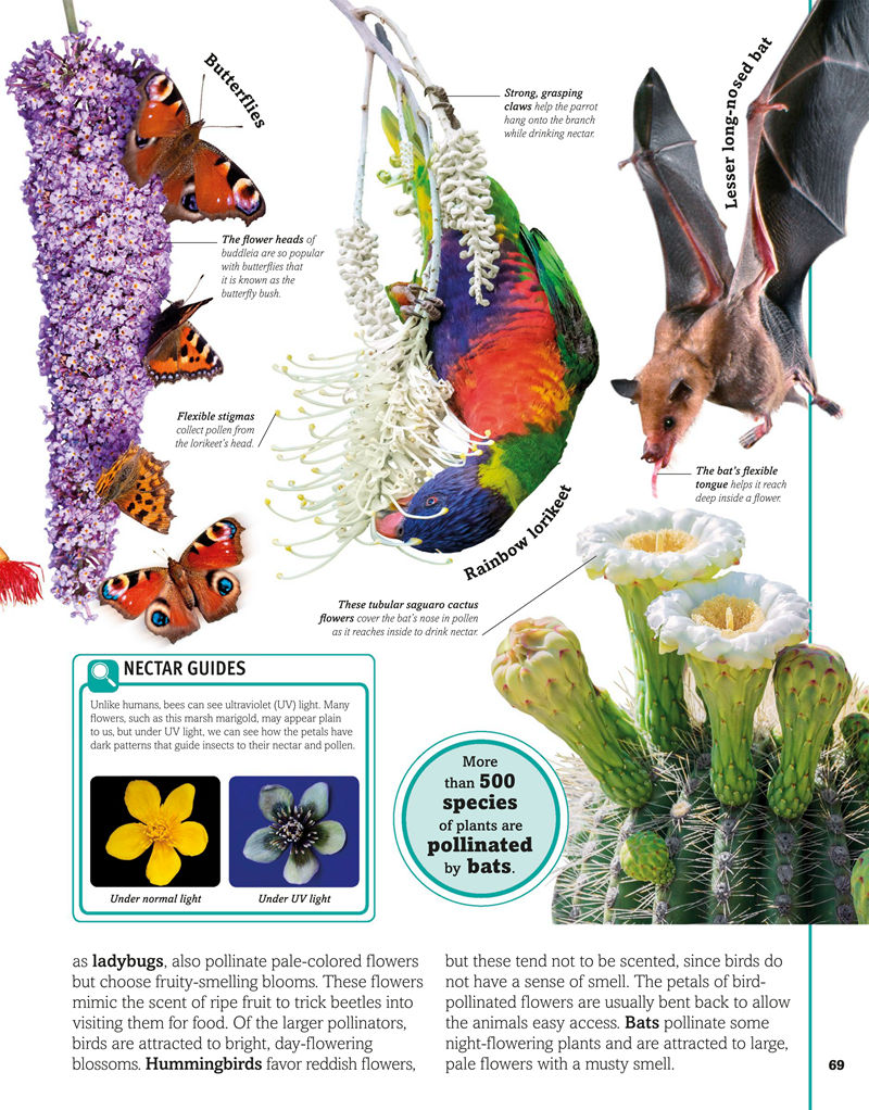 [画集]Trees, Leaves, Flowers and Seeds A Visual Encyclopedia of the Plant Kingdom[192P]