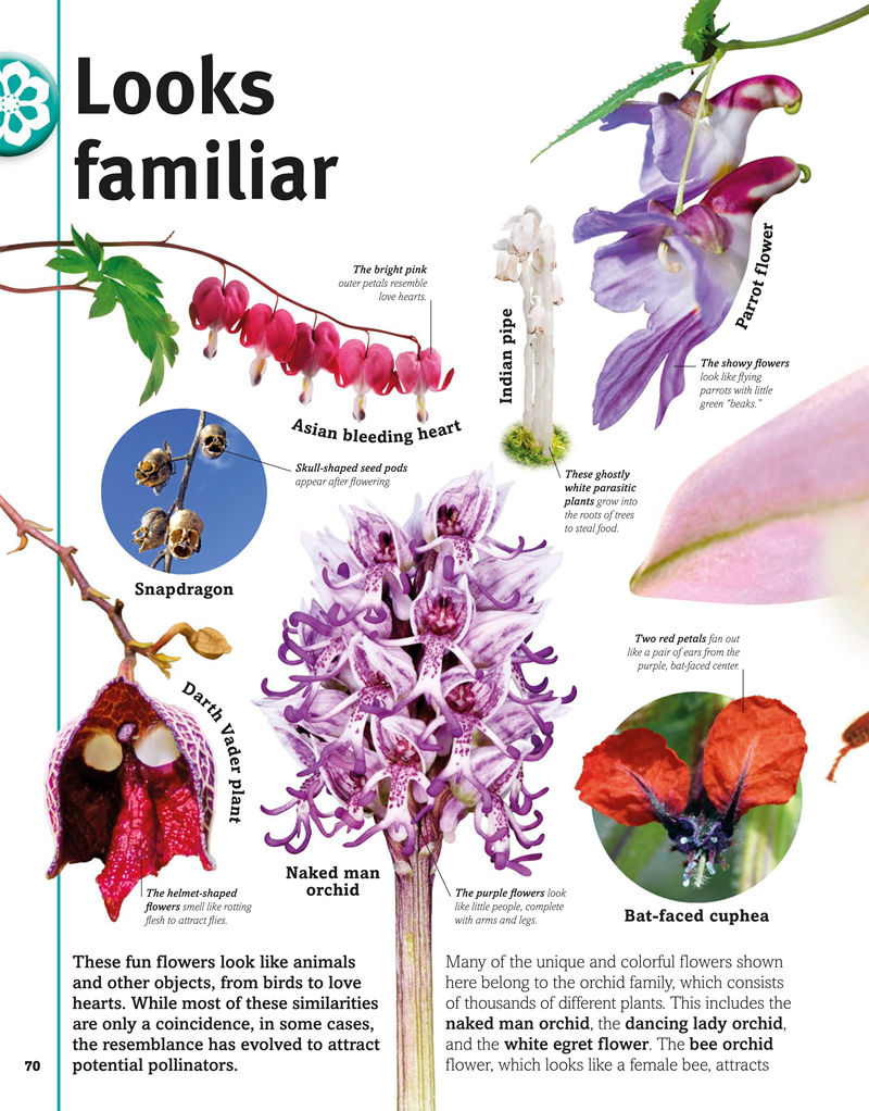 [画集]Trees, Leaves, Flowers and Seeds A Visual Encyclopedia of the Plant Kingdom[192P]