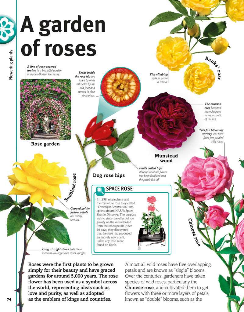 [画集]Trees, Leaves, Flowers and Seeds A Visual Encyclopedia of the Plant Kingdom[192P]