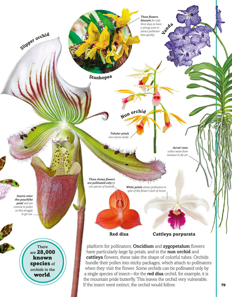 [画集]Trees, Leaves, Flowers and Seeds A Visual Encyclopedia of the Plant Kingdom[192P]
