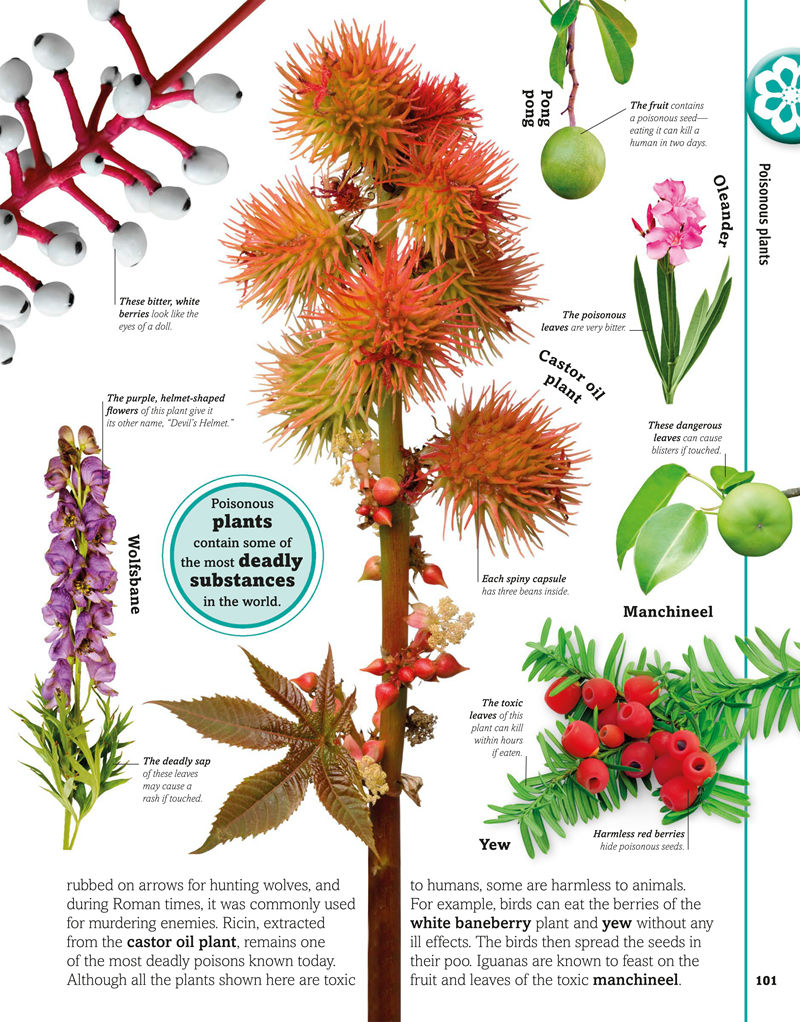 [画集]Trees, Leaves, Flowers and Seeds A Visual Encyclopedia of the Plant Kingdom[192P]