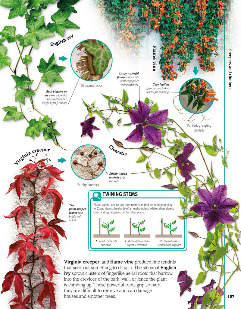 [画集]Trees, Leaves, Flowers and Seeds A Visual Encyclopedia of the Plant Kingdom[192P]