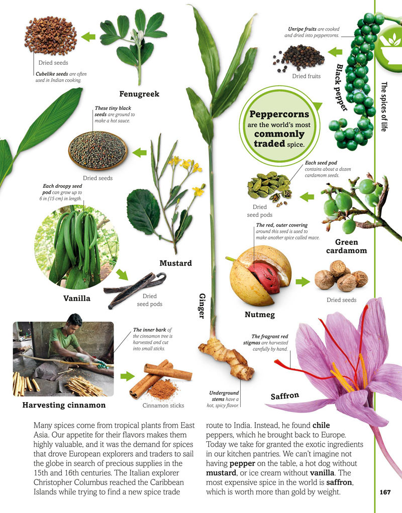 [画集]Trees, Leaves, Flowers and Seeds A Visual Encyclopedia of the Plant Kingdom[192P]