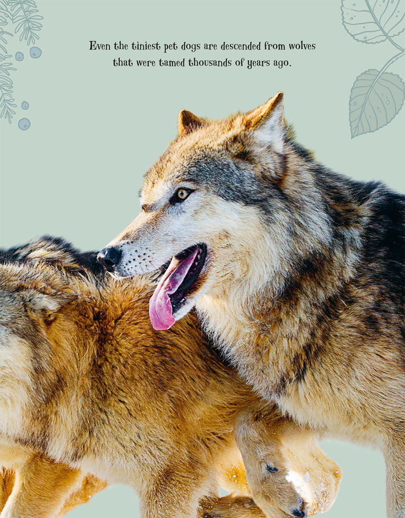 [画集]An Anthology of Intriguing Animals[226P]