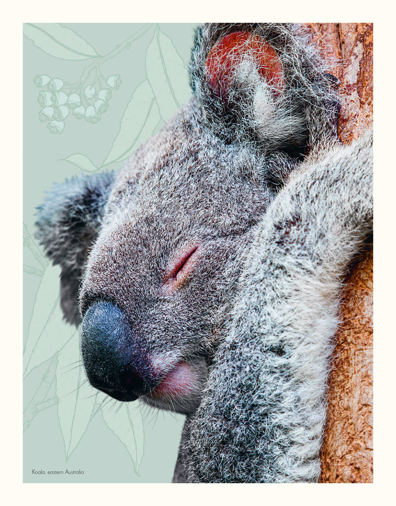 [画集]An Anthology of Intriguing Animals[226P]