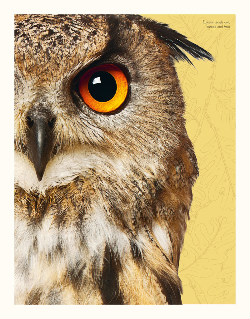 [画集]An Anthology of Intriguing Animals[226P]