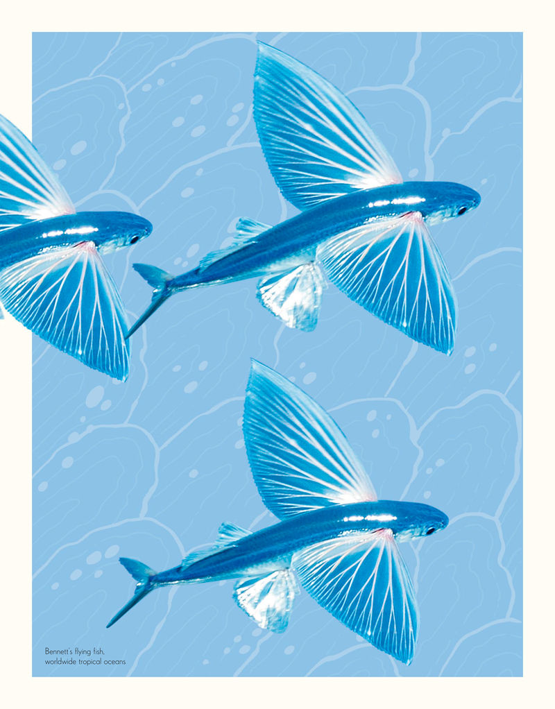 [画集]An Anthology of Intriguing Animals[226P]