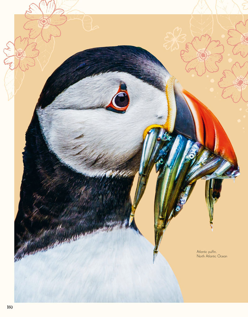 [画集]An Anthology of Intriguing Animals[226P]