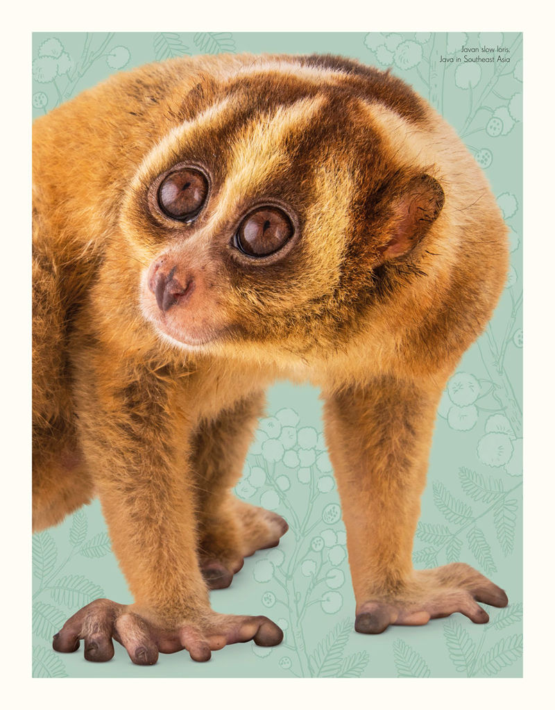 [画集]An Anthology of Intriguing Animals[226P]