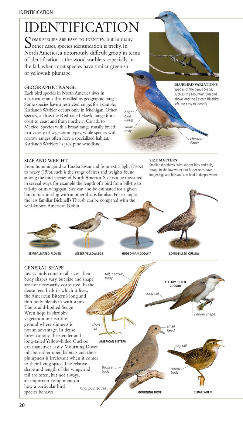 [画集]Birds of North America Eastern Region[480P]