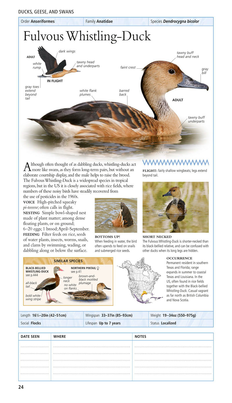 [画集]Birds of North America Eastern Region[480P]