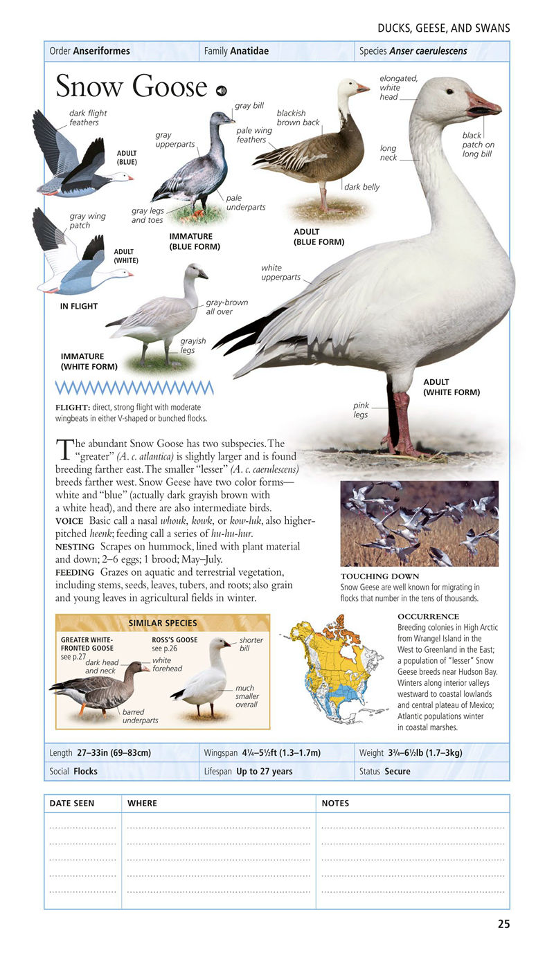[画集]Birds of North America Eastern Region[480P]