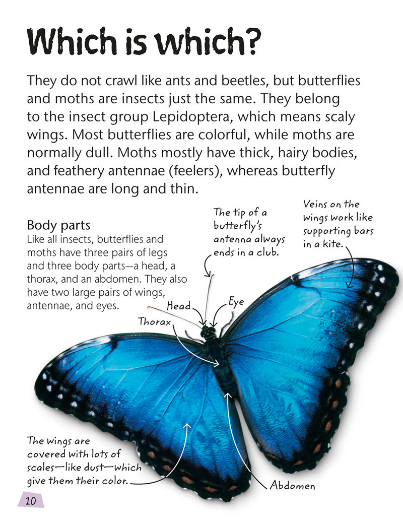 [画集]Butterflies and Moths[59P]