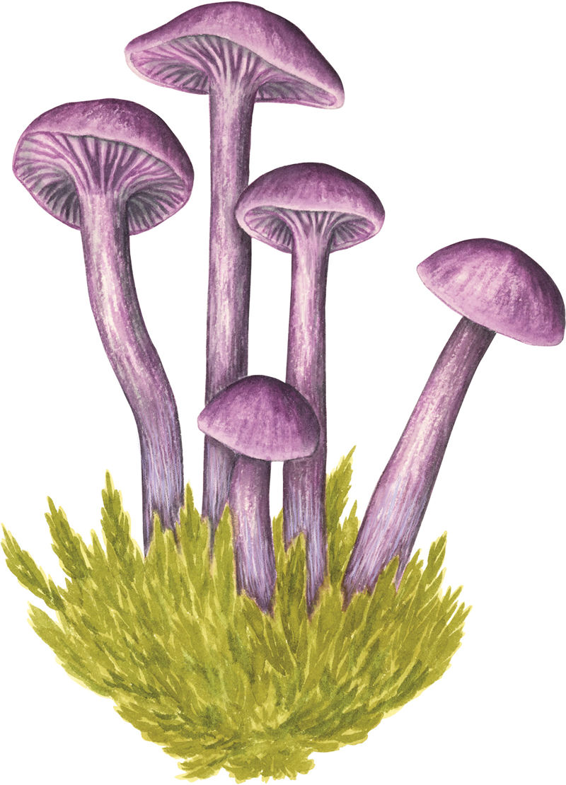 [画集]Fungi: Discover the Science and Secrets Behind the World of Mushrooms[243P]