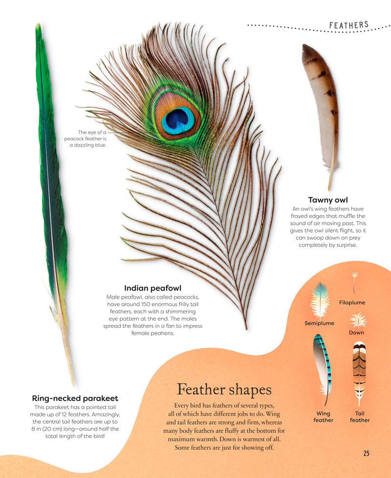 [画集]Nature’s Treasures: Tales of More Than 100 Extraordinary Objects from Nature[194P]