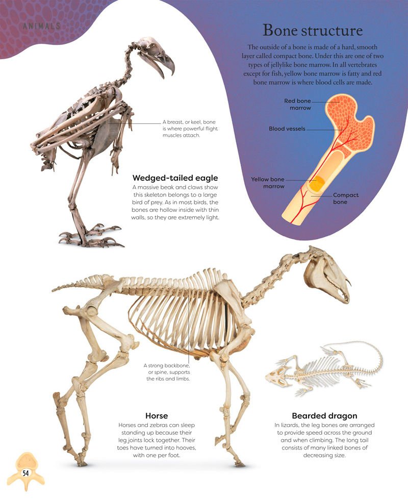 [画集]Nature’s Treasures: Tales of More Than 100 Extraordinary Objects from Nature[194P]