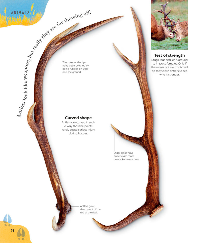 [画集]Nature’s Treasures: Tales of More Than 100 Extraordinary Objects from Nature[194P]